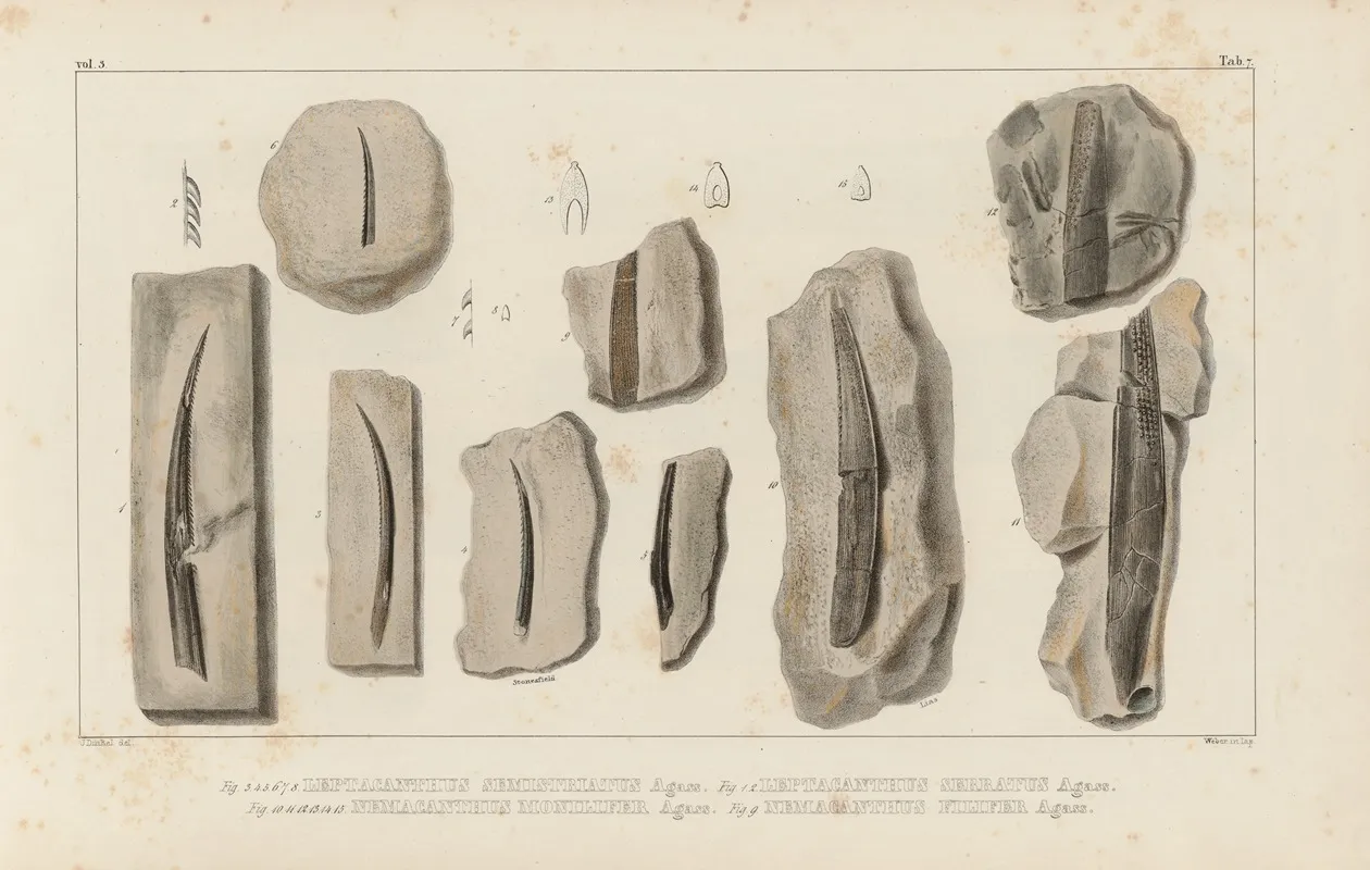 Recherches Sur Les Poissons Fossiles Pl 280 Wall Art by Louis Agassiz - High-Resolution Digital Print