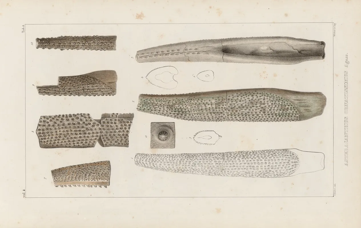 Recherches Sur Les Poissons Fossiles Pl 281 Wall Art by Louis Agassiz - High-Resolution Digital Print