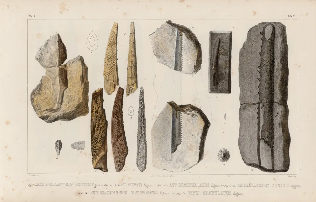 Recherches Sur Les Poissons Fossiles Pl 282 Wall Art by Louis Agassiz - High-Resolution Digital Print