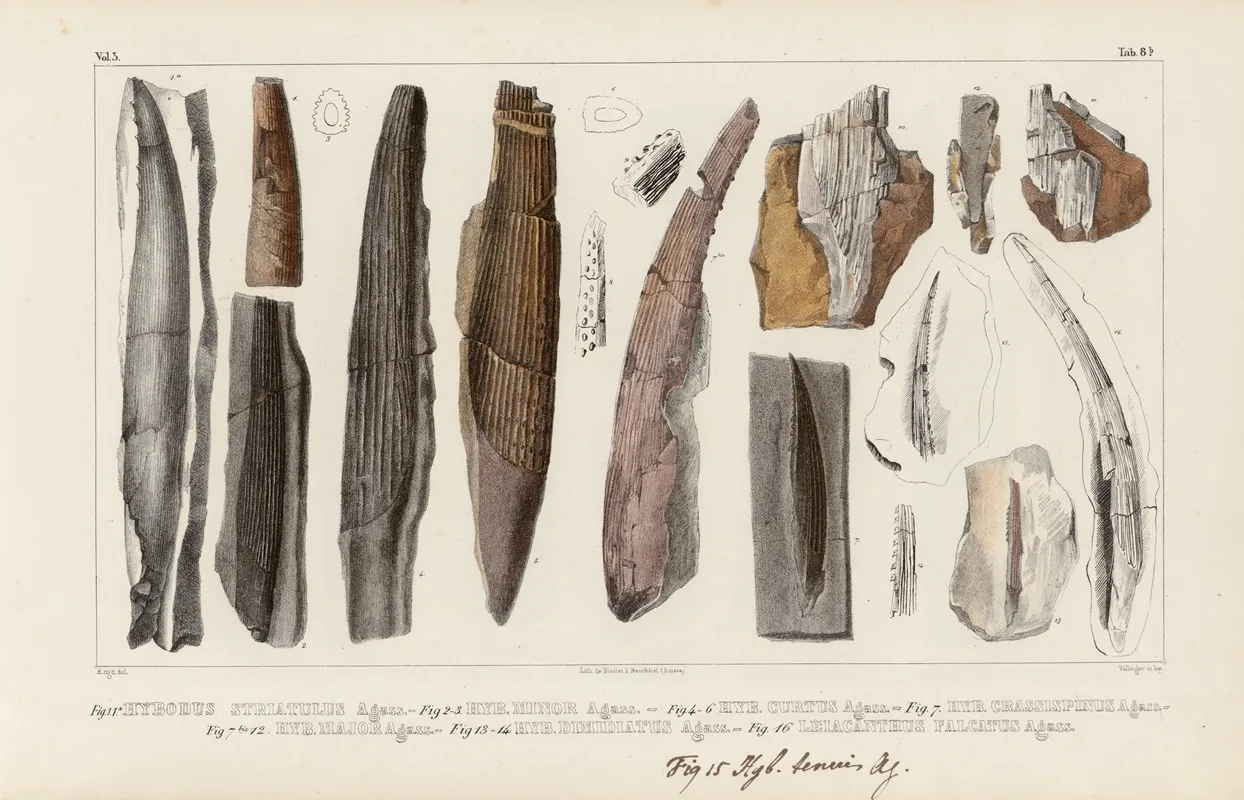 Recherches Sur Les Poissons Fossiles Pl 283 Wall Art by Louis Agassiz - High-Resolution Digital Print