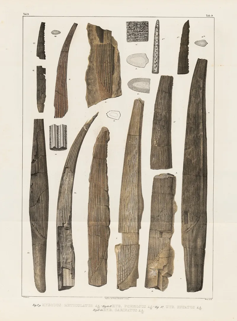 Recherches Sur Les Poissons Fossiles Pl 284 Wall Art by Louis Agassiz - High-Resolution Digital Print