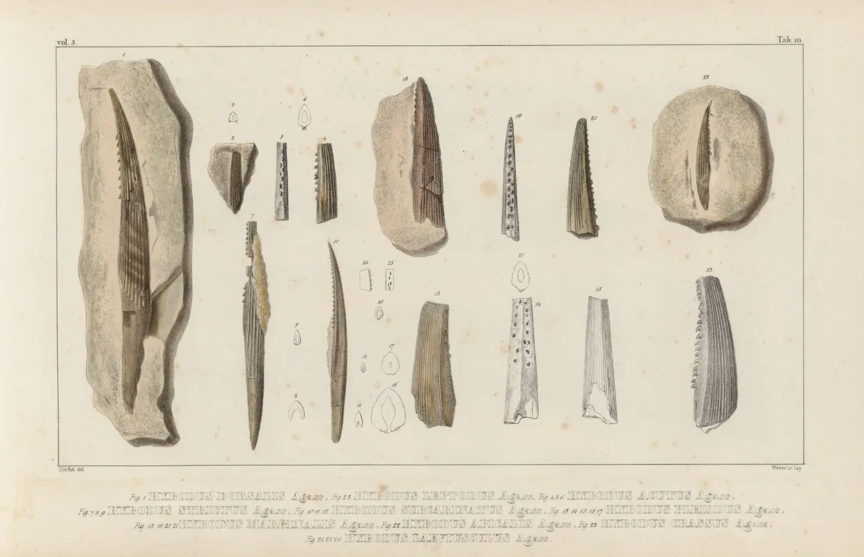 Recherches Sur Les Poissons Fossiles Pl 285 Wall Art by Louis Agassiz - High-Resolution Digital Print