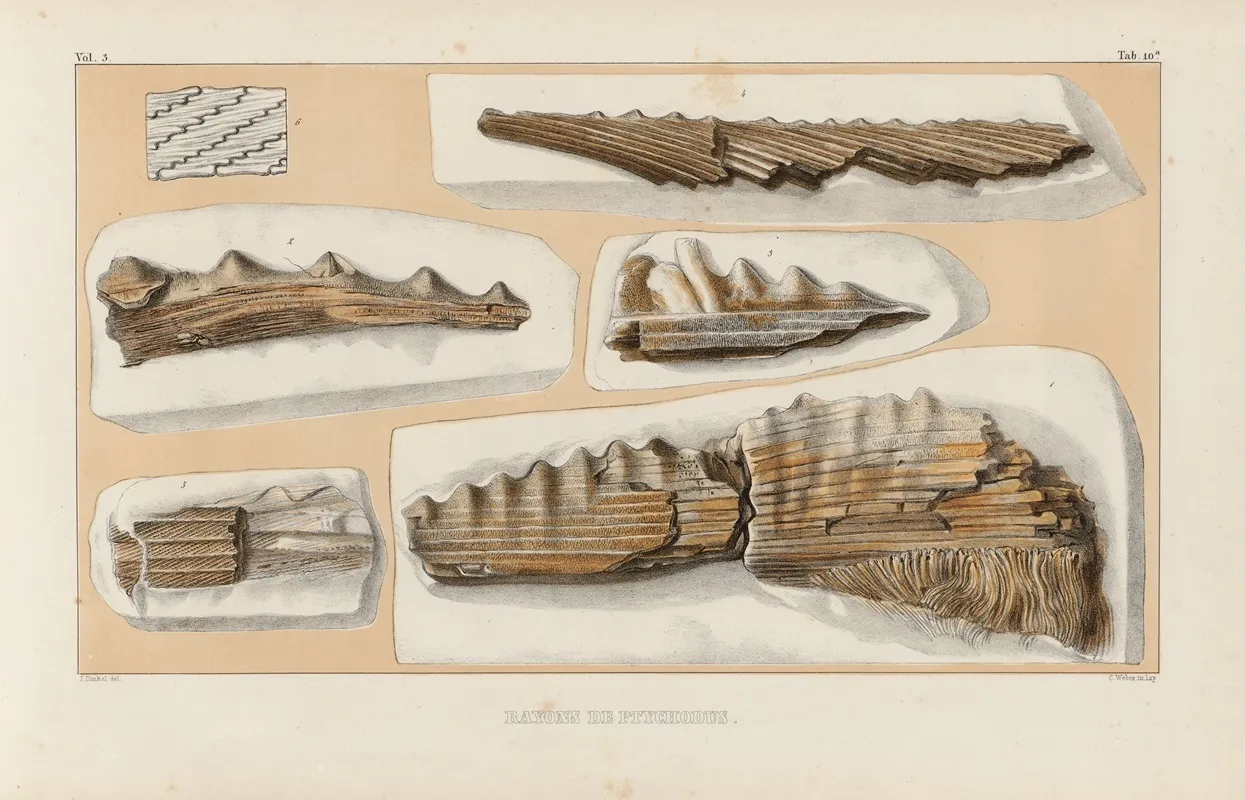 Recherches Sur Les Poissons Fossiles Pl 286 Wall Art by Louis Agassiz - High-Resolution Digital Print