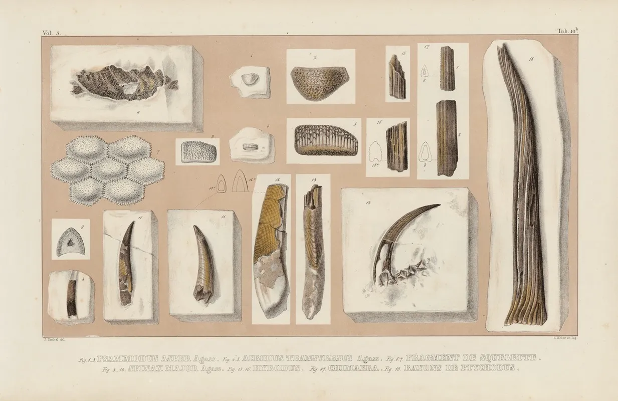 Recherches Sur Les Poissons Fossiles Pl 287 Wall Art by Louis Agassiz - High-Resolution Digital Print