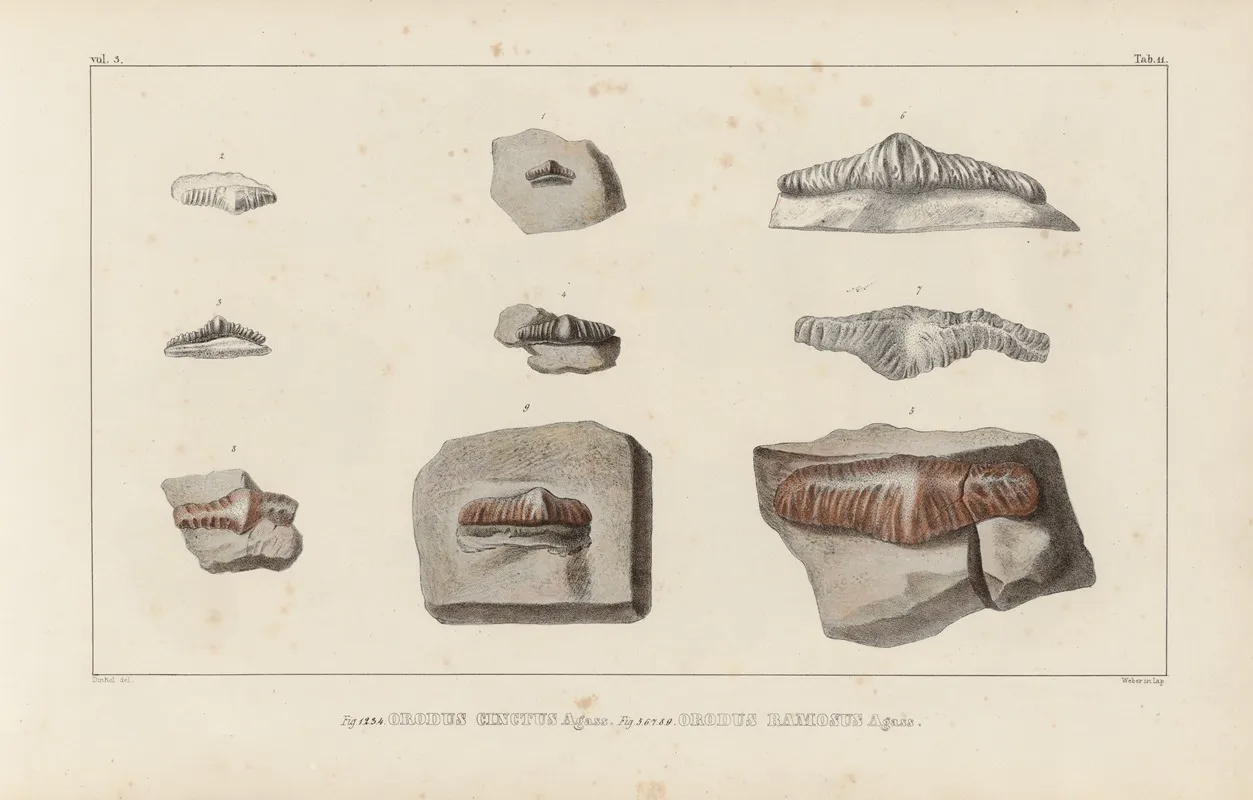 Recherches Sur Les Poissons Fossiles Pl 288 Wall Art by Louis Agassiz - High-Resolution Digital Print