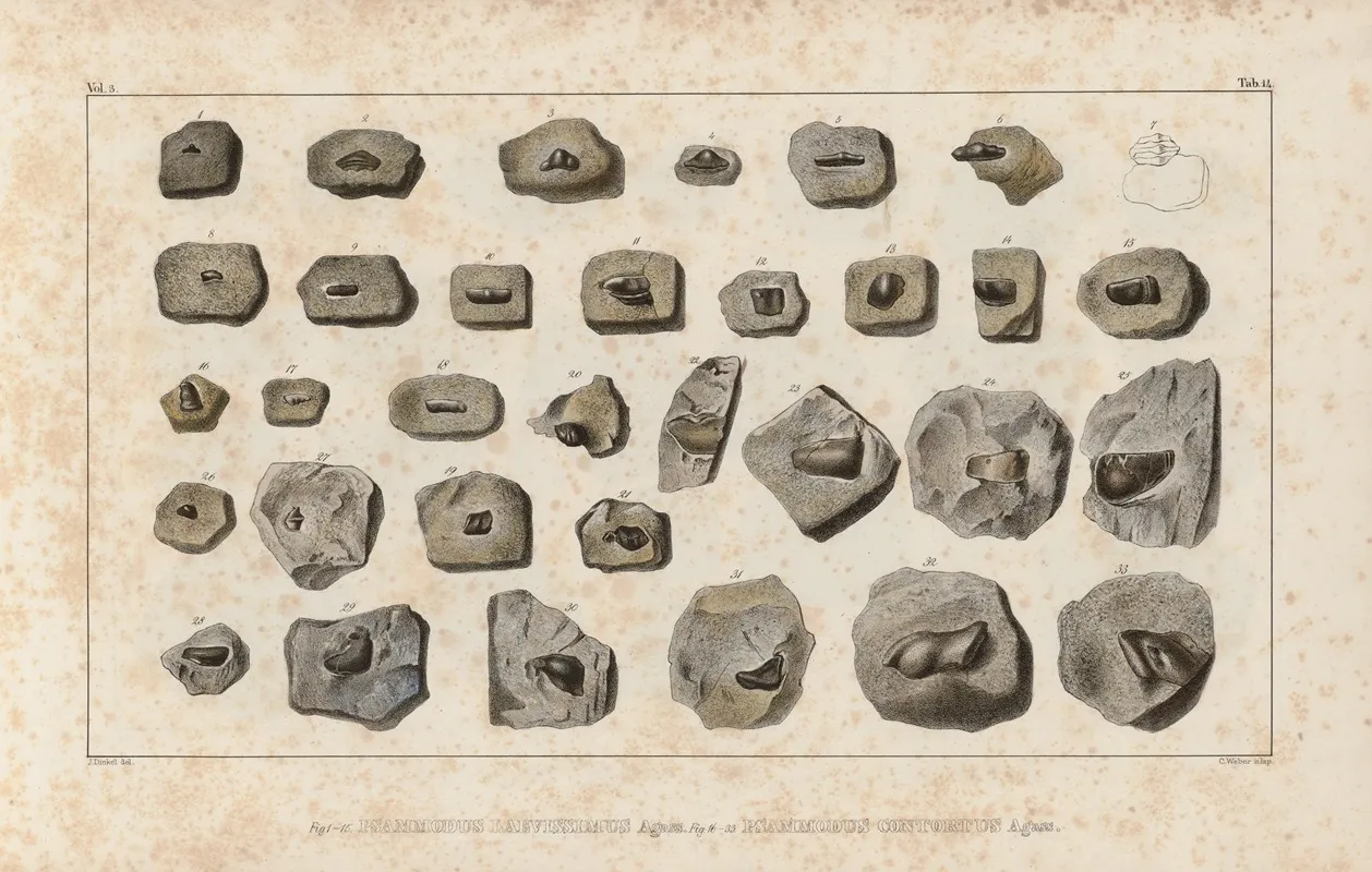 Recherches Sur Les Poissons Fossiles Pl 291 Wall Art by Louis Agassiz - High-Resolution Digital Print