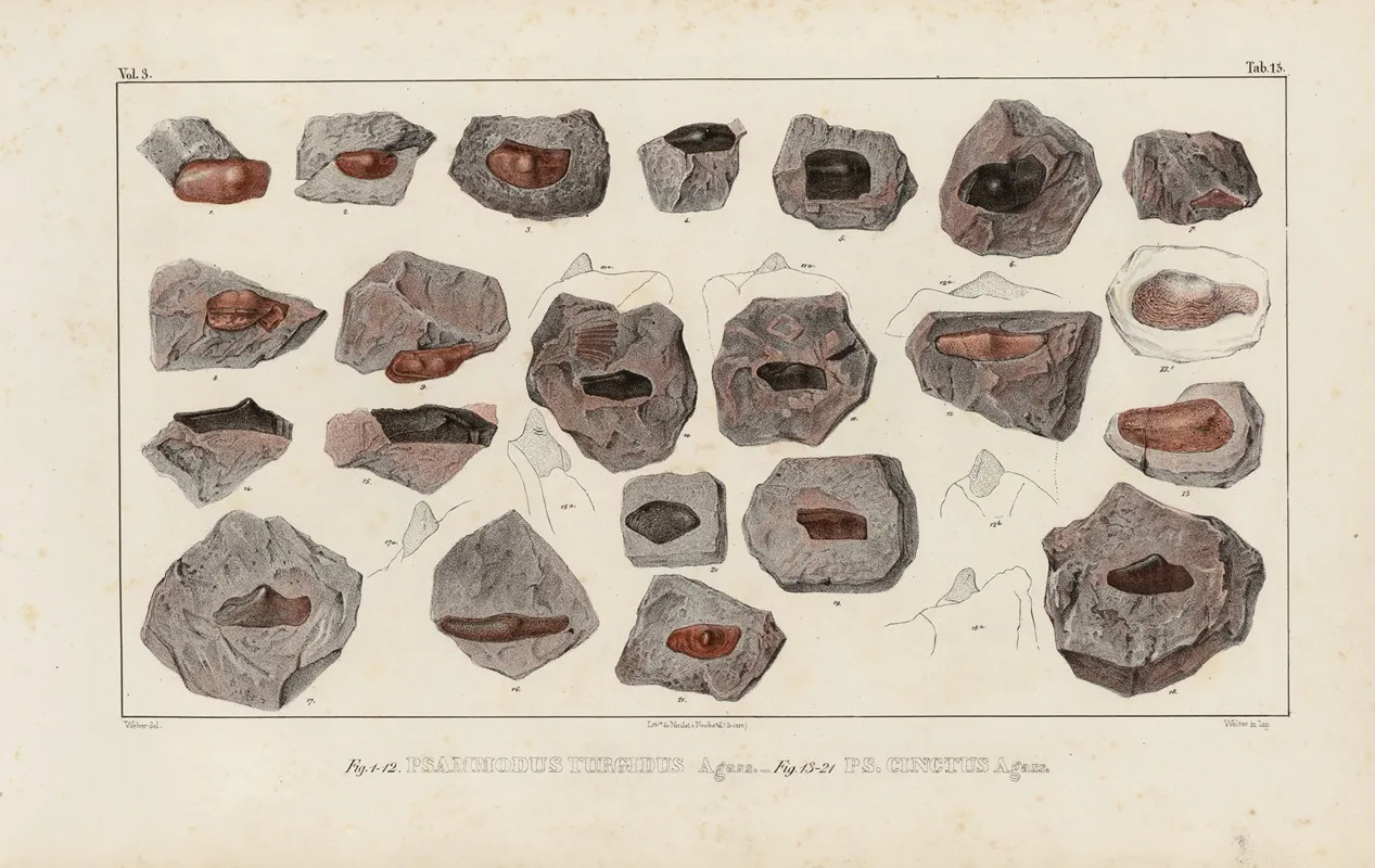 Recherches Sur Les Poissons Fossiles Pl 292 Wall Art by Louis Agassiz - High-Resolution Digital Print