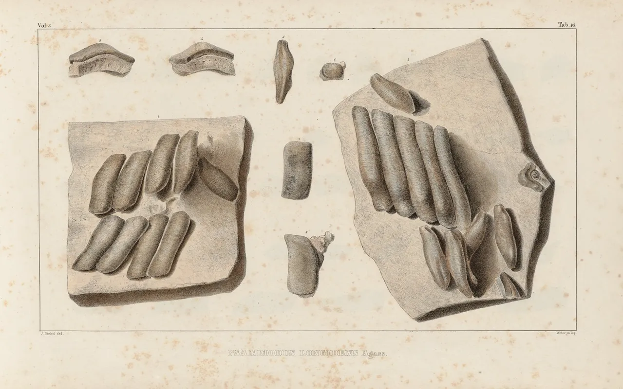 Recherches Sur Les Poissons Fossiles Pl 293 Wall Art by Louis Agassiz - High-Resolution Digital Print