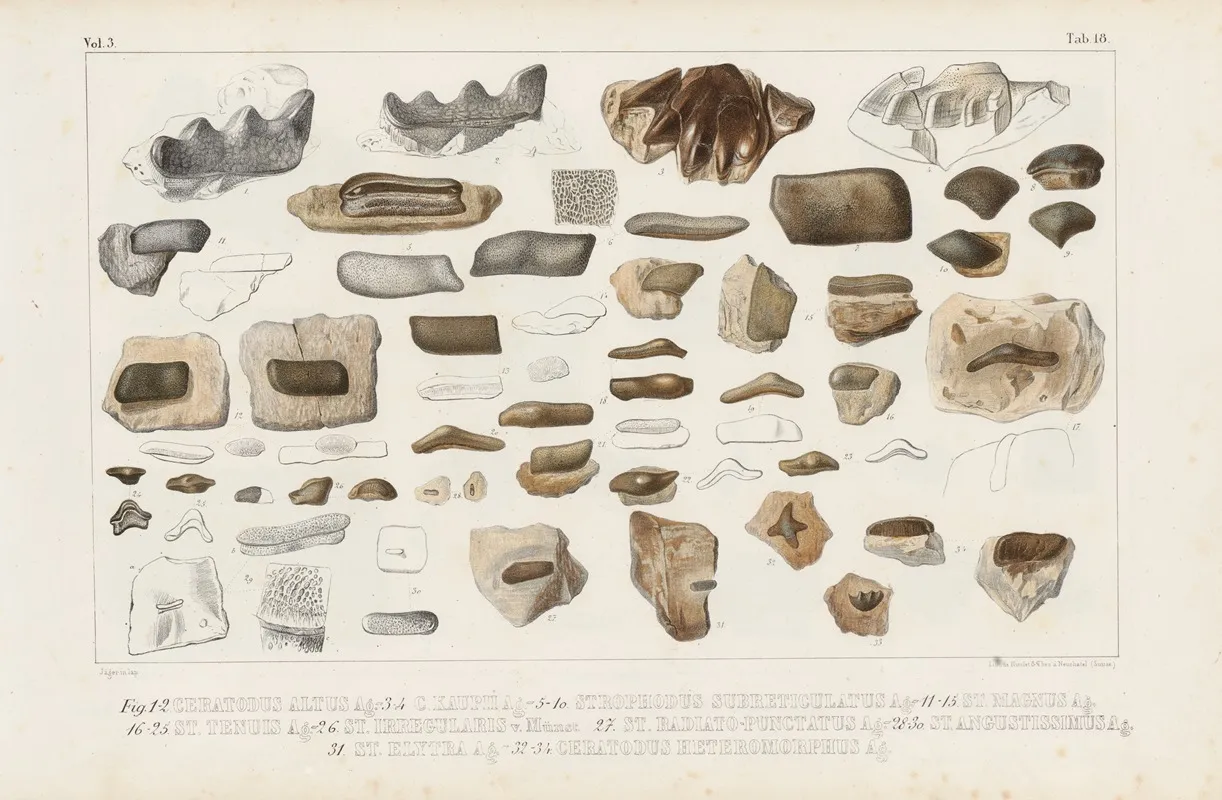 Recherches Sur Les Poissons Fossiles Pl 295 Wall Art by Louis Agassiz - High-Resolution Digital Print