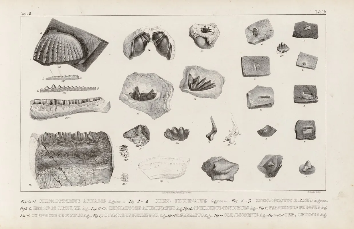 Recherches Sur Les Poissons Fossiles Pl 296 Wall Art by Louis Agassiz - High-Resolution Digital Print