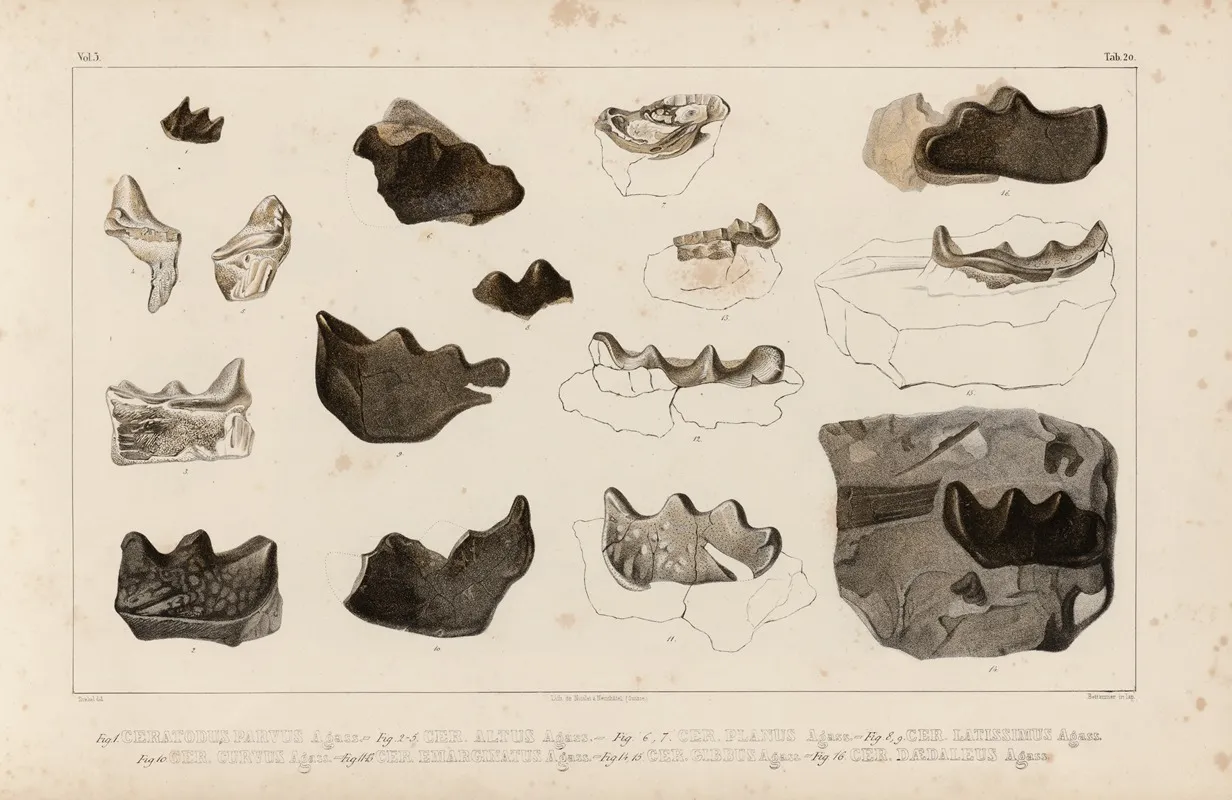 Recherches Sur Les Poissons Fossiles Pl 297 Wall Art by Louis Agassiz - High-Resolution Digital Print