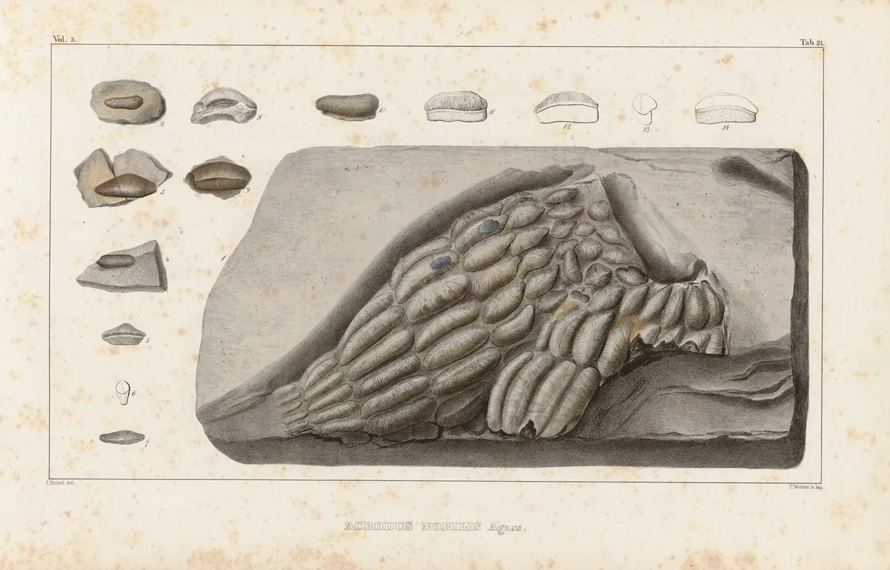 Recherches Sur Les Poissons Fossiles Pl 298 Wall Art by Louis Agassiz - High-Resolution Digital Print