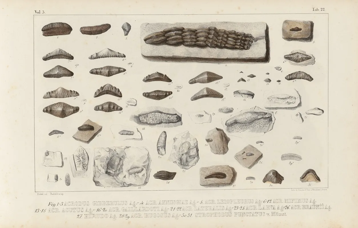 Recherches Sur Les Poissons Fossiles Pl 299 Wall Art by Louis Agassiz - High-Resolution Digital Print