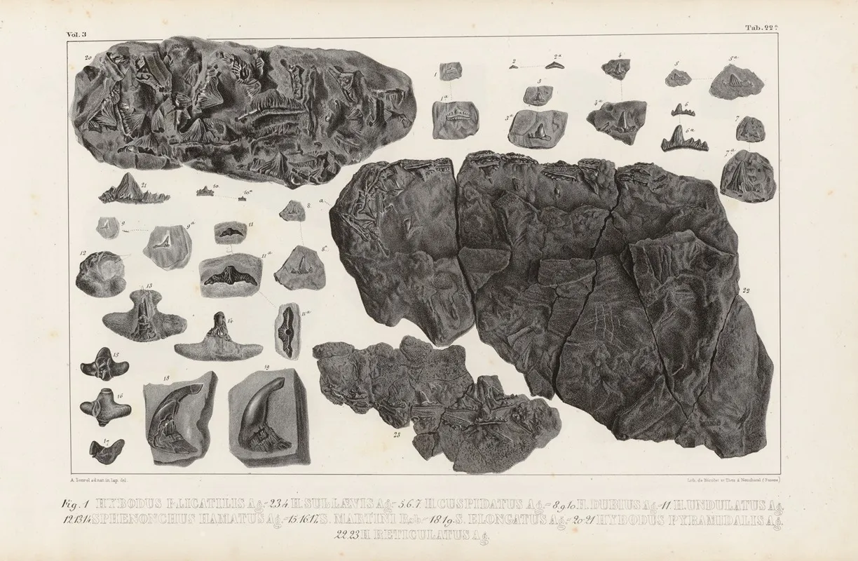 Recherches Sur Les Poissons Fossiles Pl 300 Wall Art by Louis Agassiz - High-Resolution Digital Print