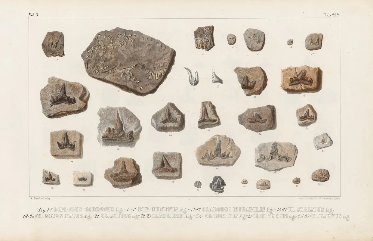 Recherches Sur Les Poissons Fossiles Pl 301 Wall Art by Louis Agassiz - High-Resolution Digital Print