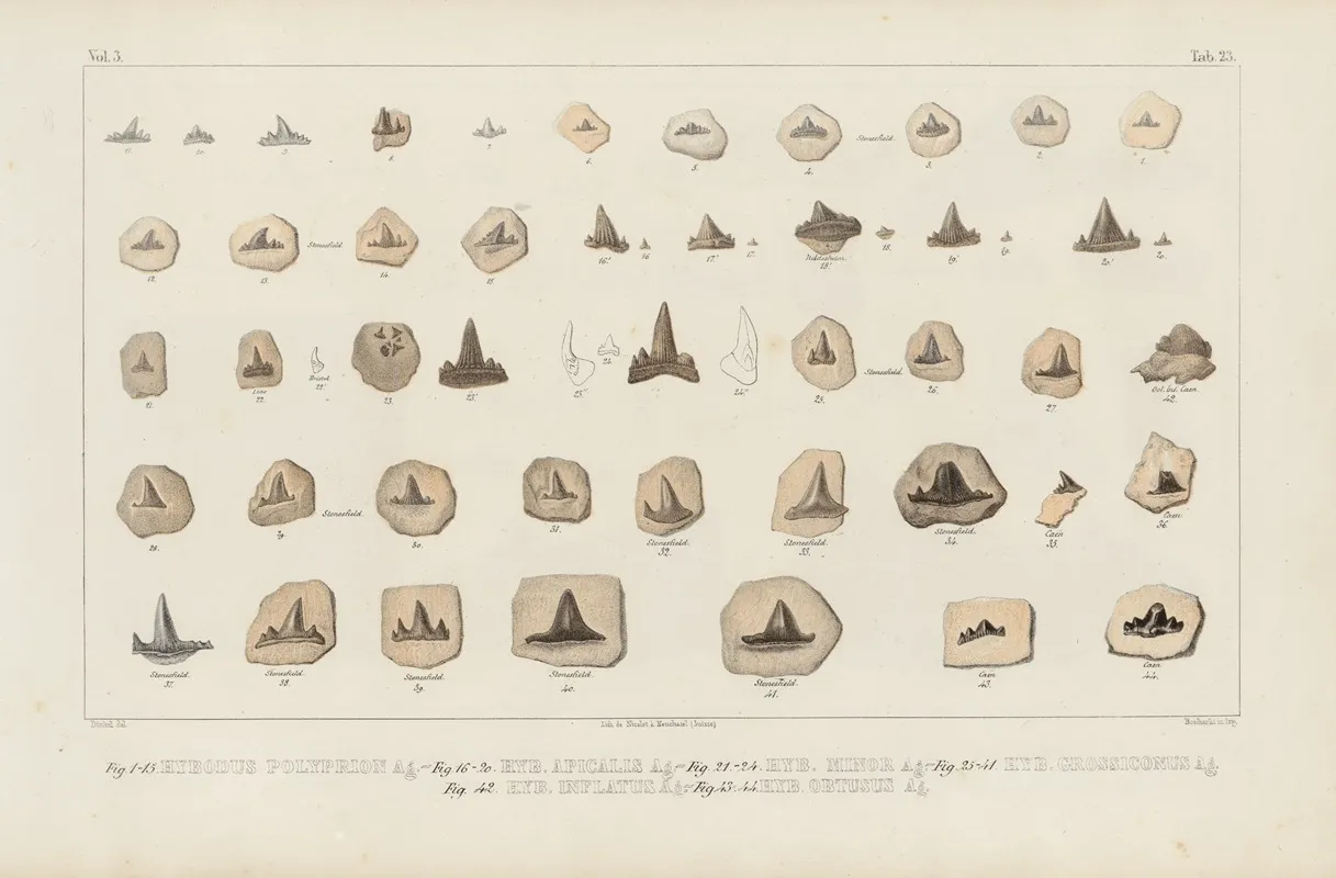 Recherches Sur Les Poissons Fossiles Pl 302 Wall Art by Louis Agassiz - High-Resolution Digital Print