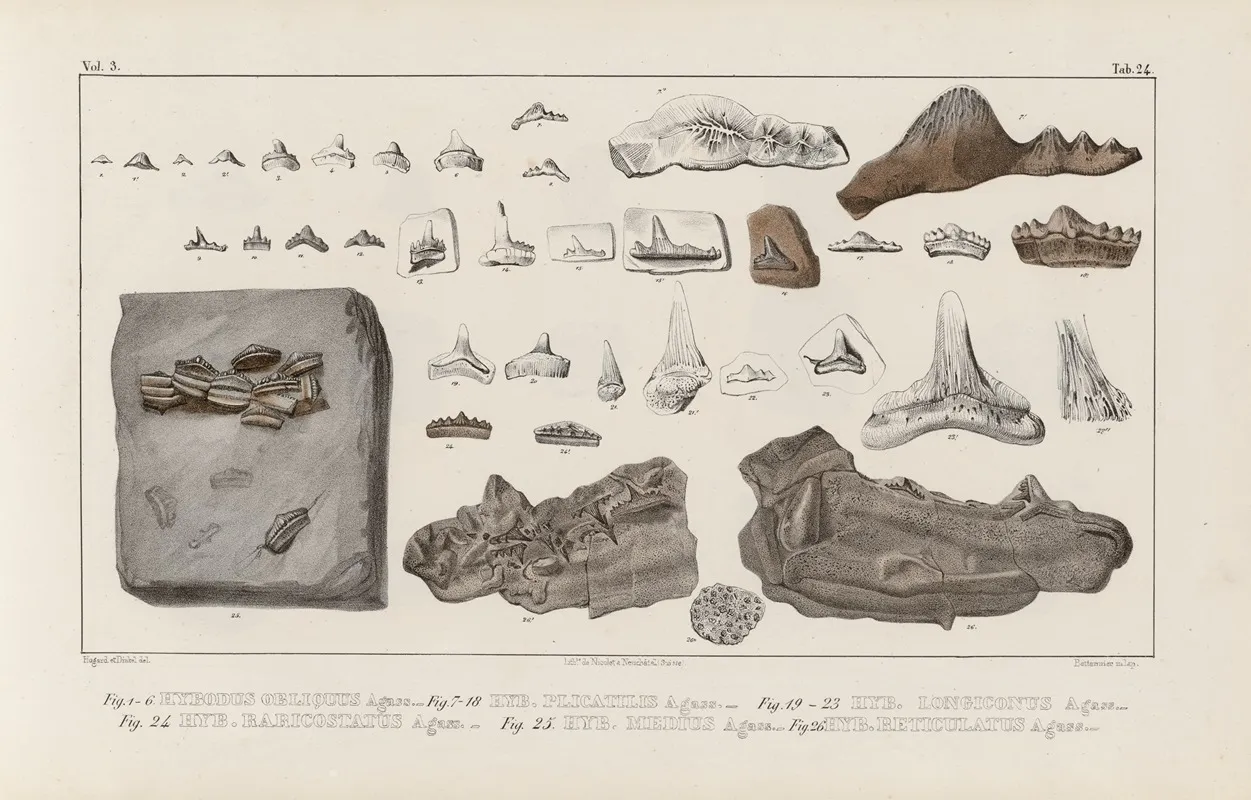 Recherches Sur Les Poissons Fossiles Pl 303 Wall Art by Louis Agassiz - High-Resolution Digital Print