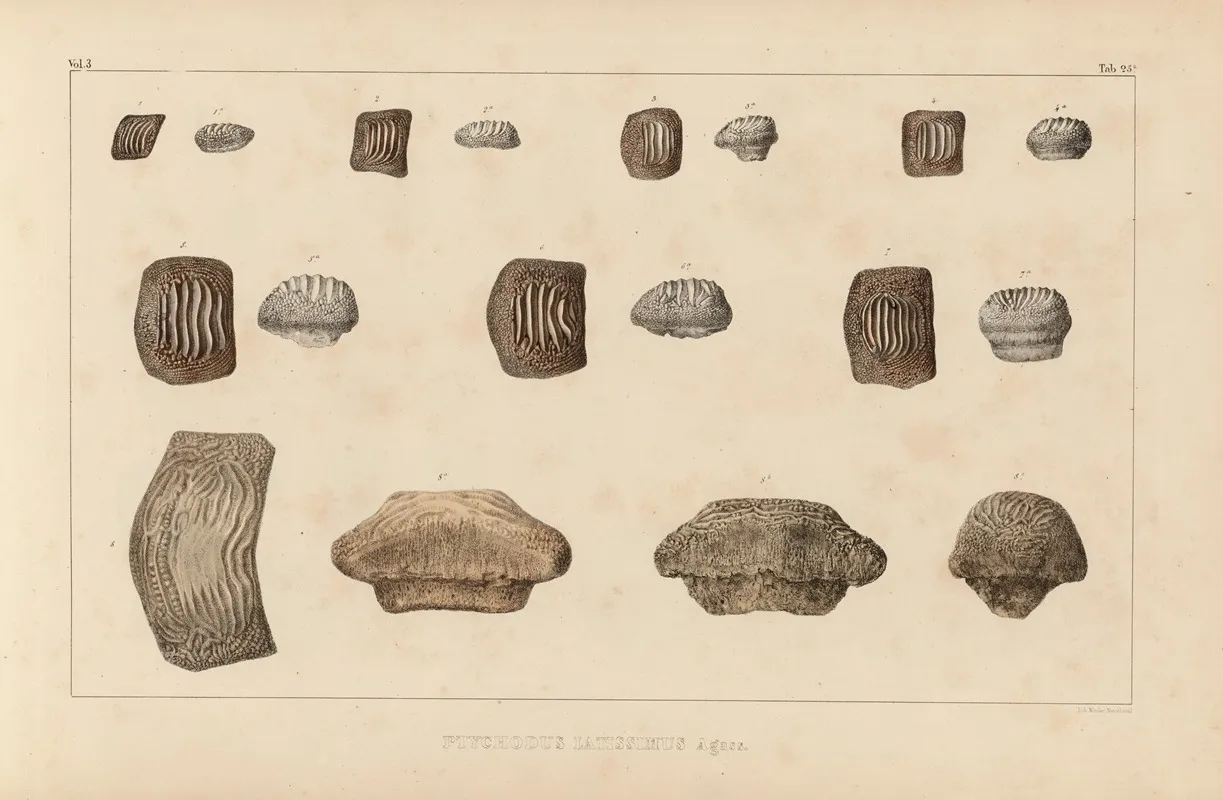Recherches Sur Les Poissons Fossiles Pl 305 Wall Art by Louis Agassiz - High-Resolution Digital Print