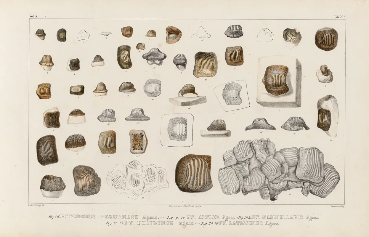 Recherches Sur Les Poissons Fossiles Pl 306 Wall Art by Louis Agassiz - High-Resolution Digital Print