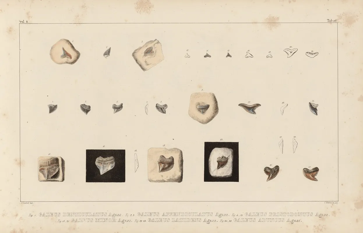 Recherches Sur Les Poissons Fossiles Pl 307 Wall Art by Louis Agassiz - High-Resolution Digital Print