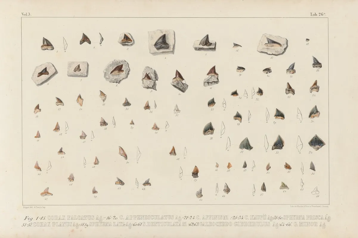 Recherches Sur Les Poissons Fossiles Pl 308 Wall Art by Louis Agassiz - High-Resolution Digital Print