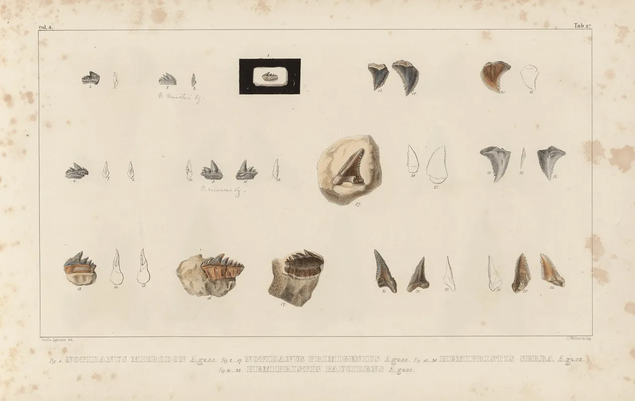 Recherches Sur Les Poissons Fossiles Pl 309 Wall Art by Louis Agassiz - High-Resolution Digital Print