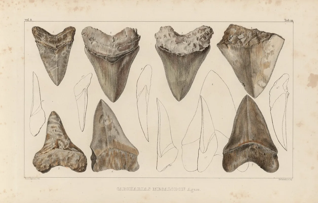 Recherches Sur Les Poissons Fossiles Pl 311 Wall Art by Louis Agassiz - High-Resolution Digital Print