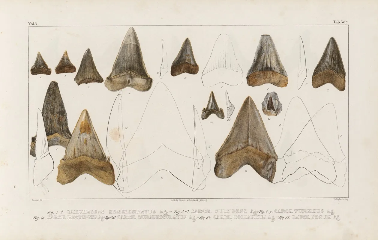 Recherches Sur Les Poissons Fossiles Pl 313 Wall Art by Louis Agassiz - High-Resolution Digital Print