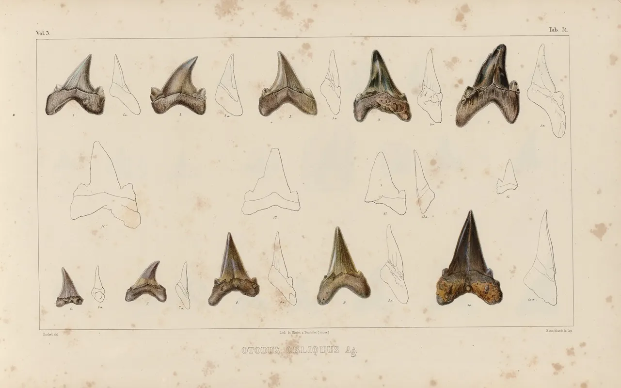 Recherches Sur Les Poissons Fossiles Pl 314 Wall Art by Louis Agassiz - High-Resolution Digital Print