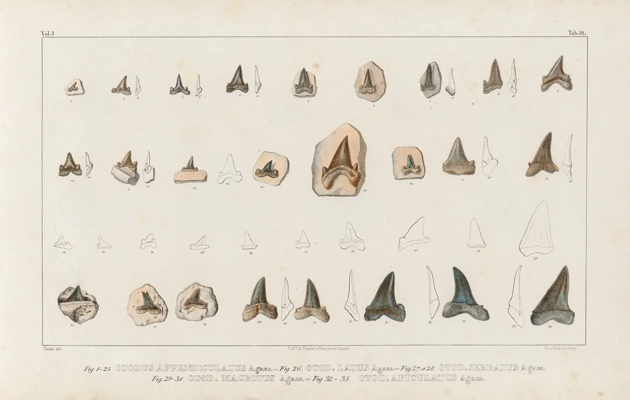 Recherches Sur Les Poissons Fossiles Pl 315 Wall Art by Louis Agassiz - High-Resolution Digital Print