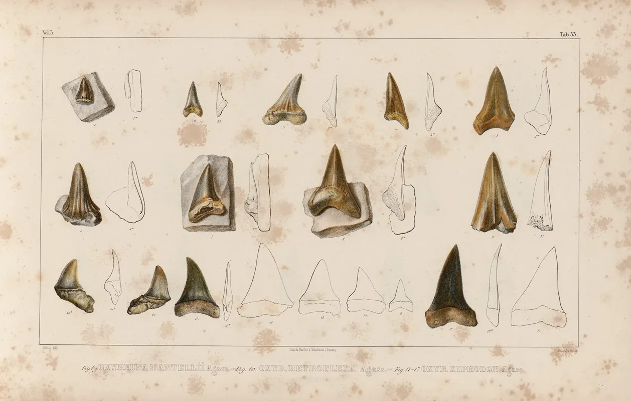 Recherches Sur Les Poissons Fossiles Pl 316 Wall Art by Louis Agassiz - High-Resolution Digital Print