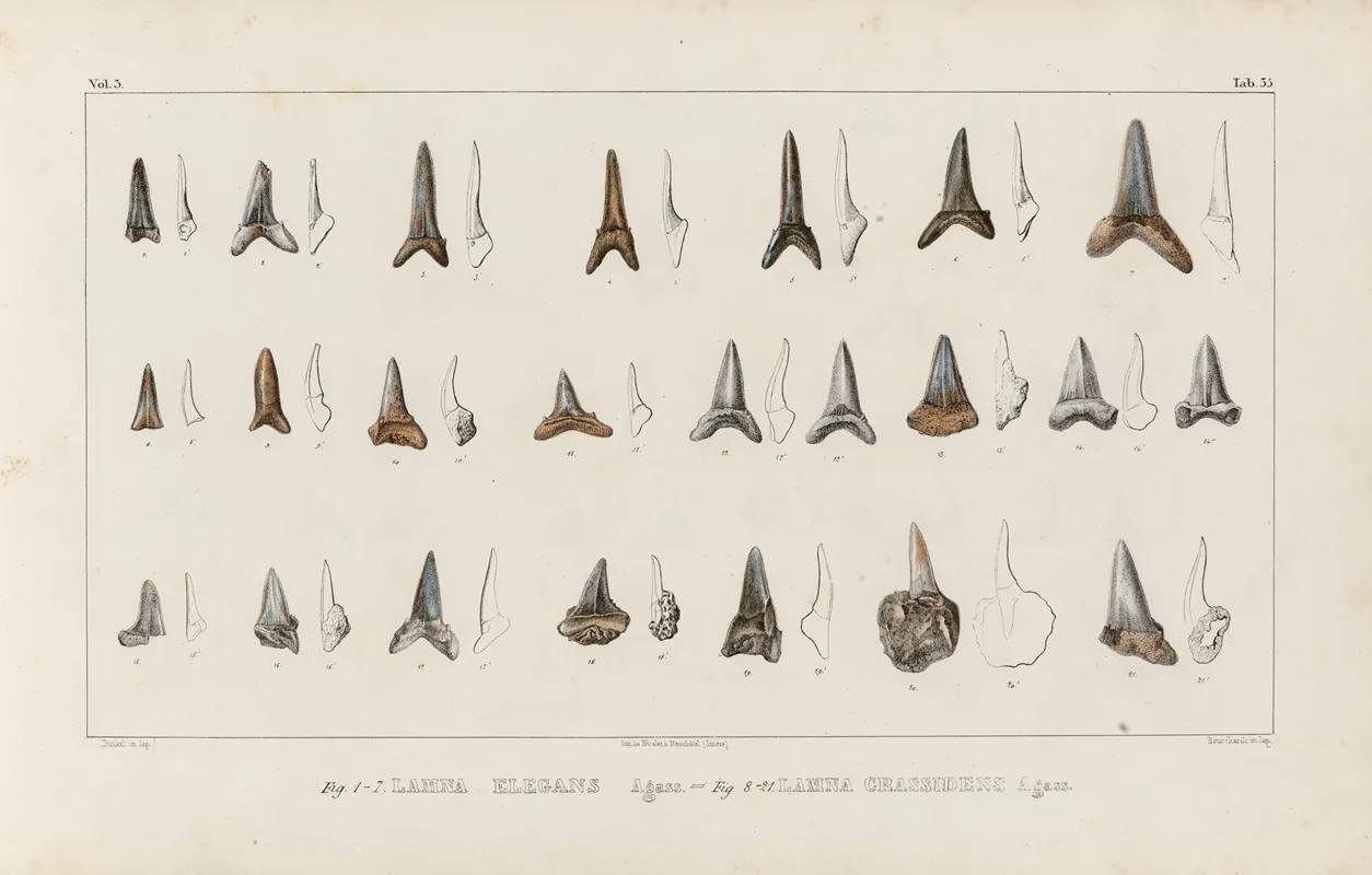 Recherches Sur Les Poissons Fossiles Pl 318 Wall Art by Louis Agassiz - High-Resolution Digital Print