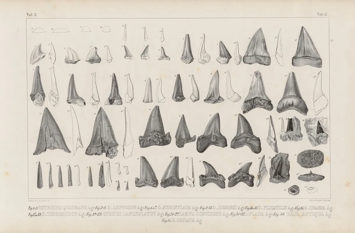 Recherches Sur Les Poissons Fossiles Pl 320 Wall Art by Louis Agassiz - High-Resolution Digital Print