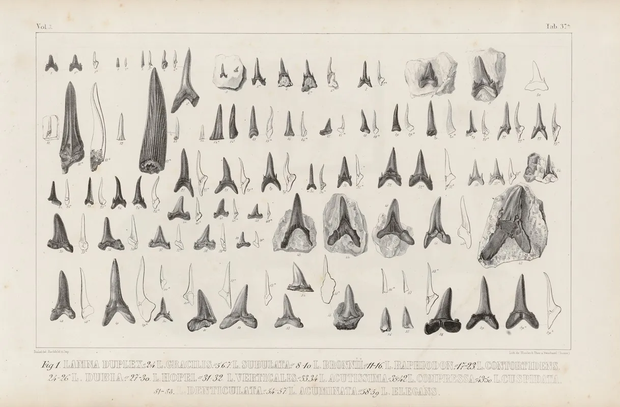 Recherches Sur Les Poissons Fossiles Pl 321 Wall Art by Louis Agassiz - High-Resolution Digital Print