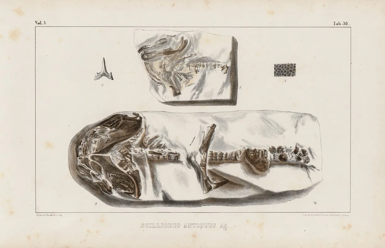 Recherches Sur Les Poissons Fossiles Pl 322 Wall Art by Louis Agassiz - High-Resolution Digital Print