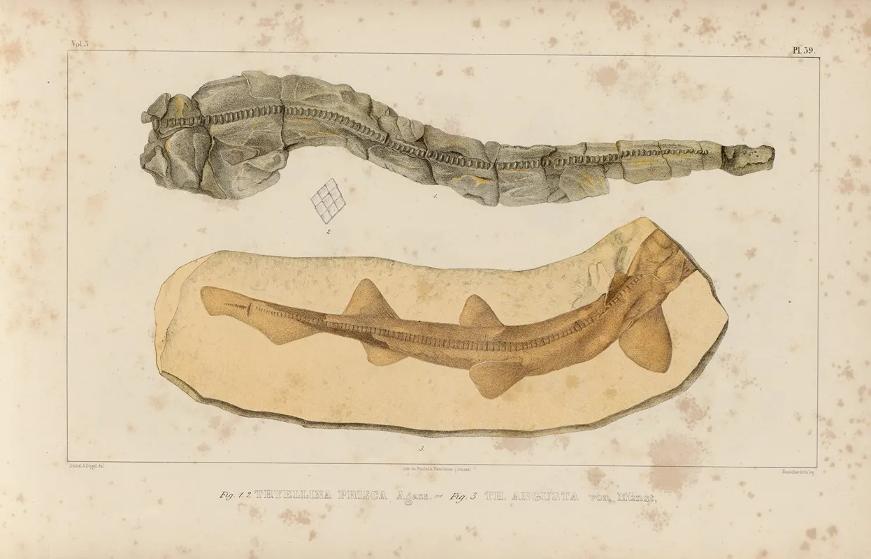 Recherches Sur Les Poissons Fossiles Pl 323 Wall Art by Louis Agassiz - High-Resolution Digital Print