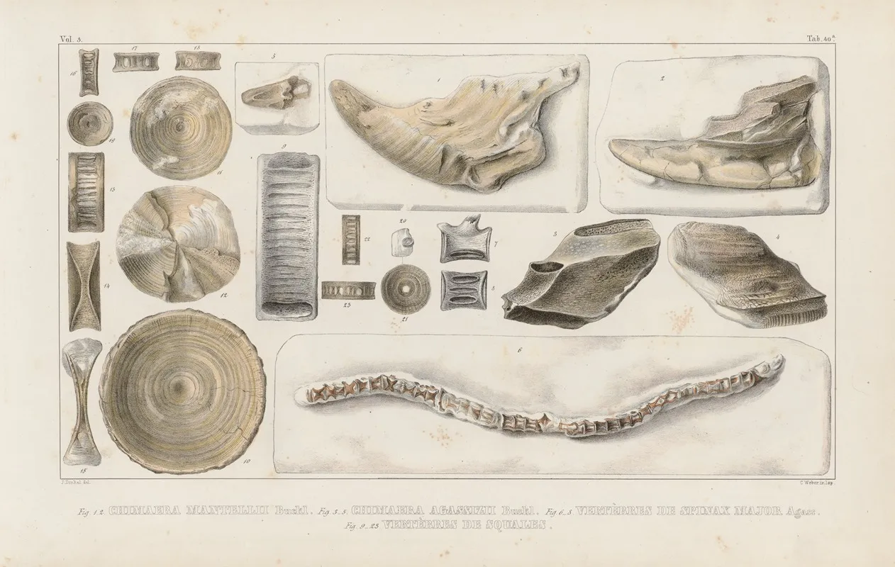 Recherches Sur Les Poissons Fossiles Pl 325 Wall Art by Louis Agassiz - High-Resolution Digital Print