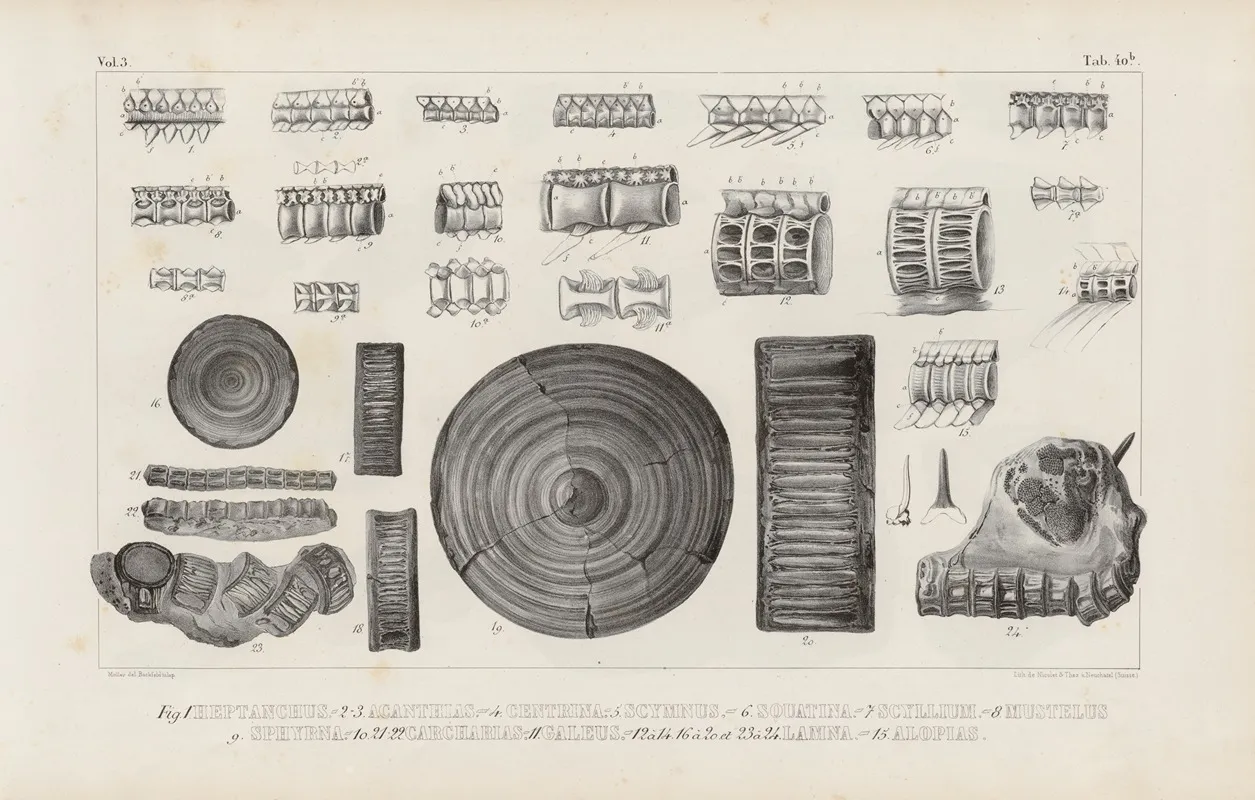 Recherches Sur Les Poissons Fossiles Pl 326 Wall Art by Louis Agassiz - High-Resolution Digital Print