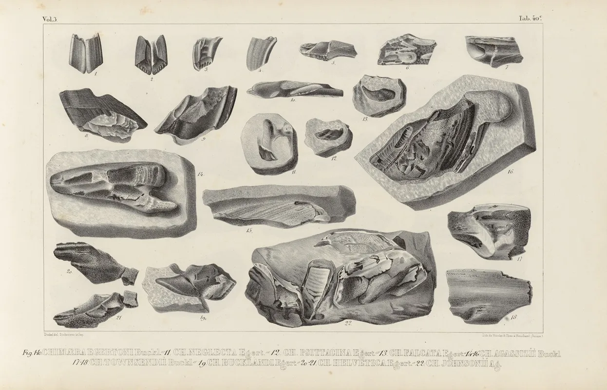 Recherches Sur Les Poissons Fossiles Pl 327 Wall Art by Louis Agassiz - High-Resolution Digital Print