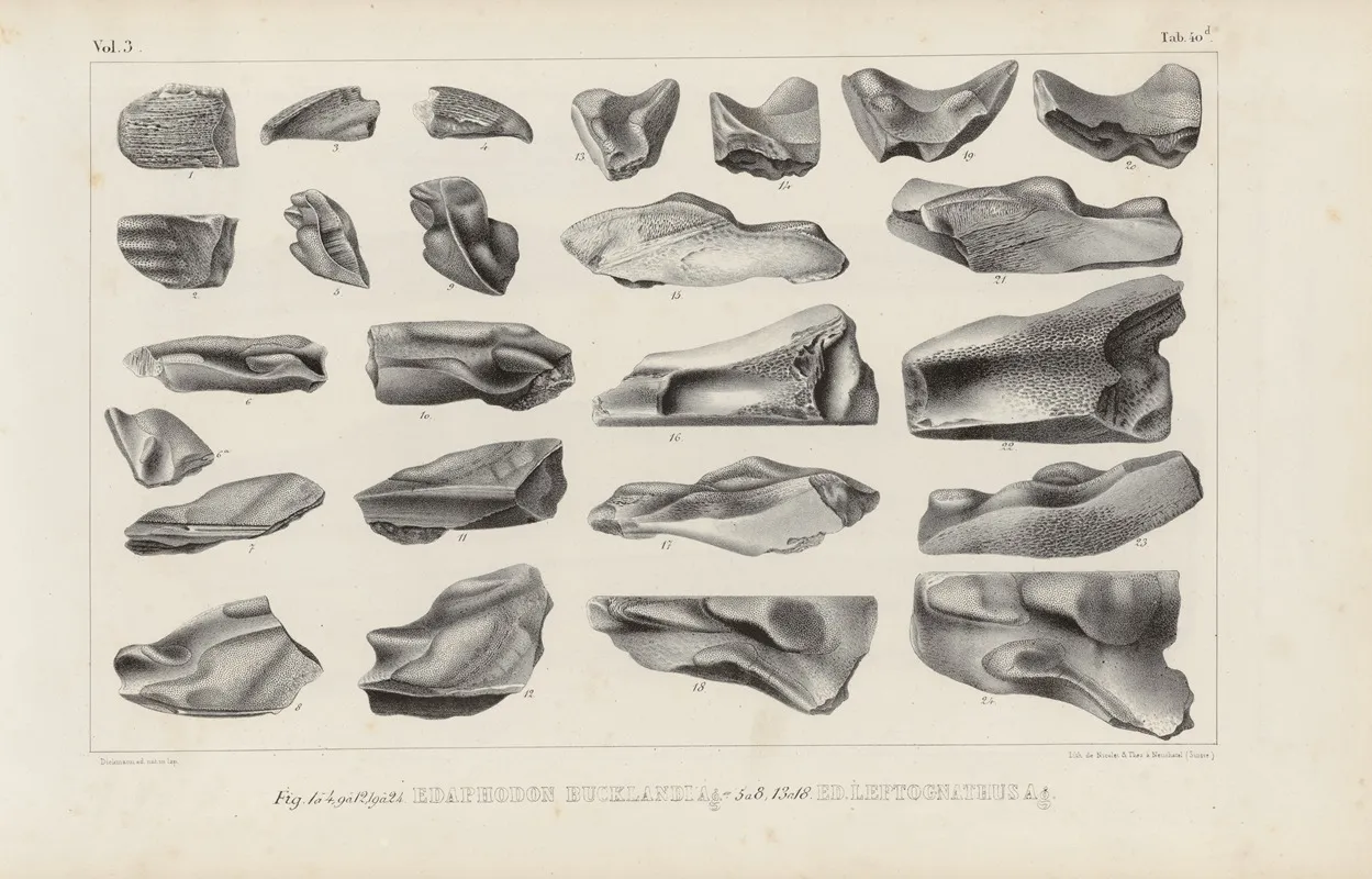 Recherches Sur Les Poissons Fossiles Pl 328 Wall Art by Louis Agassiz - High-Resolution Digital Print