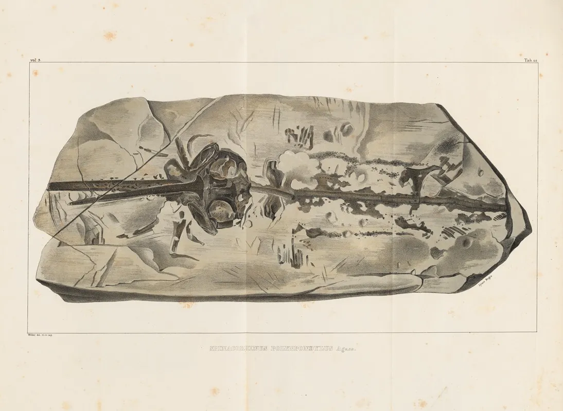 Recherches Sur Les Poissons Fossiles Pl 330 Wall Art by Louis Agassiz - High-Resolution Digital Print
