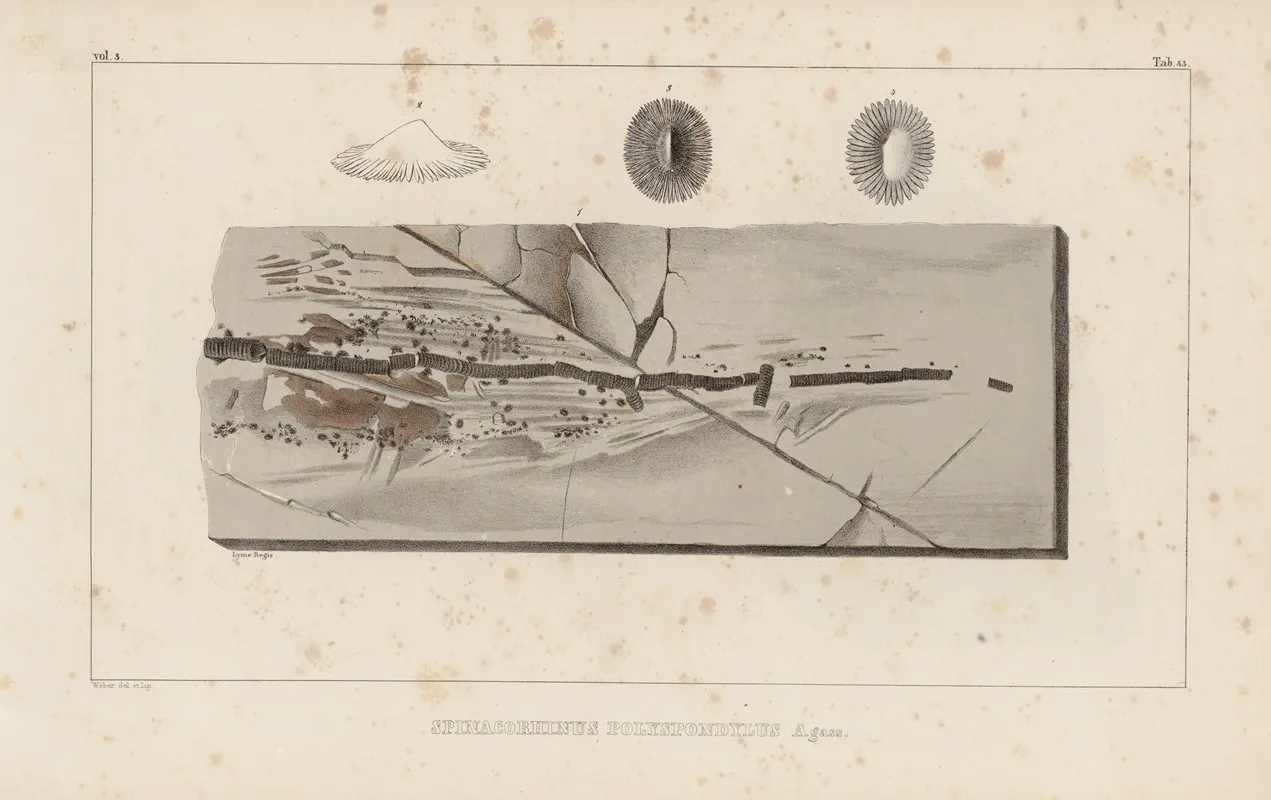 Recherches Sur Les Poissons Fossiles Pl 331 Wall Art by Louis Agassiz - High-Resolution Digital Print