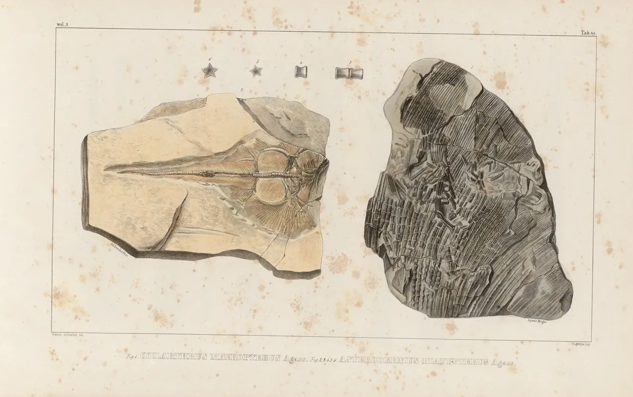 Recherches Sur Les Poissons Fossiles Pl 332 Wall Art by Louis Agassiz - High-Resolution Digital Print