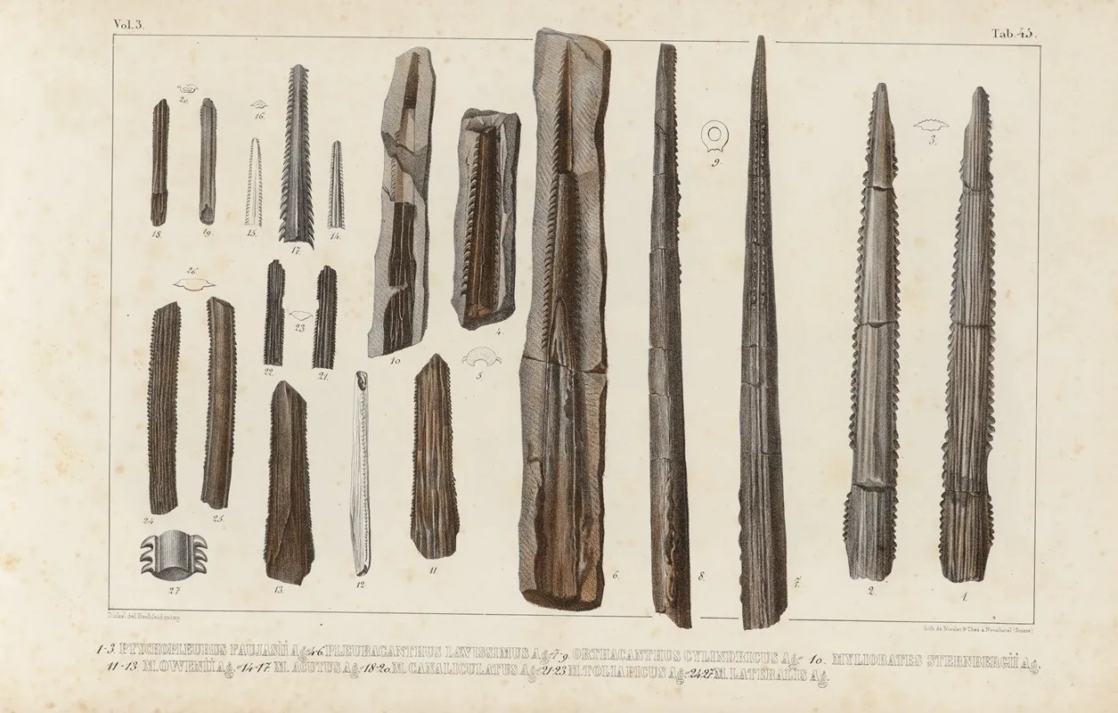 Recherches Sur Les Poissons Fossiles Pl 333 Wall Art by Louis Agassiz - High-Resolution Digital Print