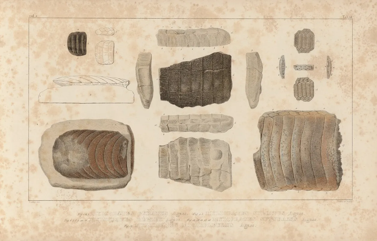 Recherches Sur Les Poissons Fossiles Pl 334 Wall Art by Louis Agassiz - High-Resolution Digital Print