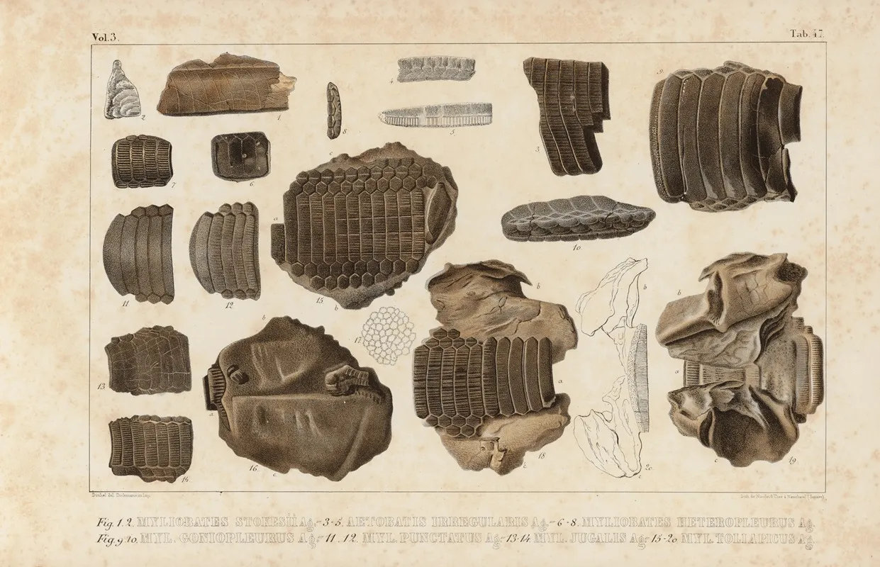 Recherches Sur Les Poissons Fossiles Pl 335 Wall Art by Louis Agassiz - High-Resolution Digital Print
