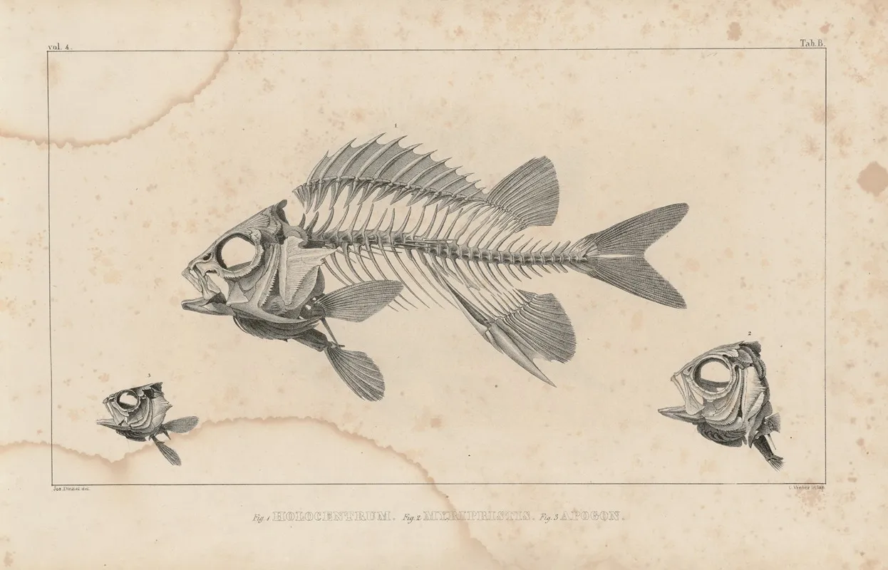 Recherches Sur Les Poissons Fossiles Pl 337 Wall Art by Louis Agassiz - High-Resolution Digital Print