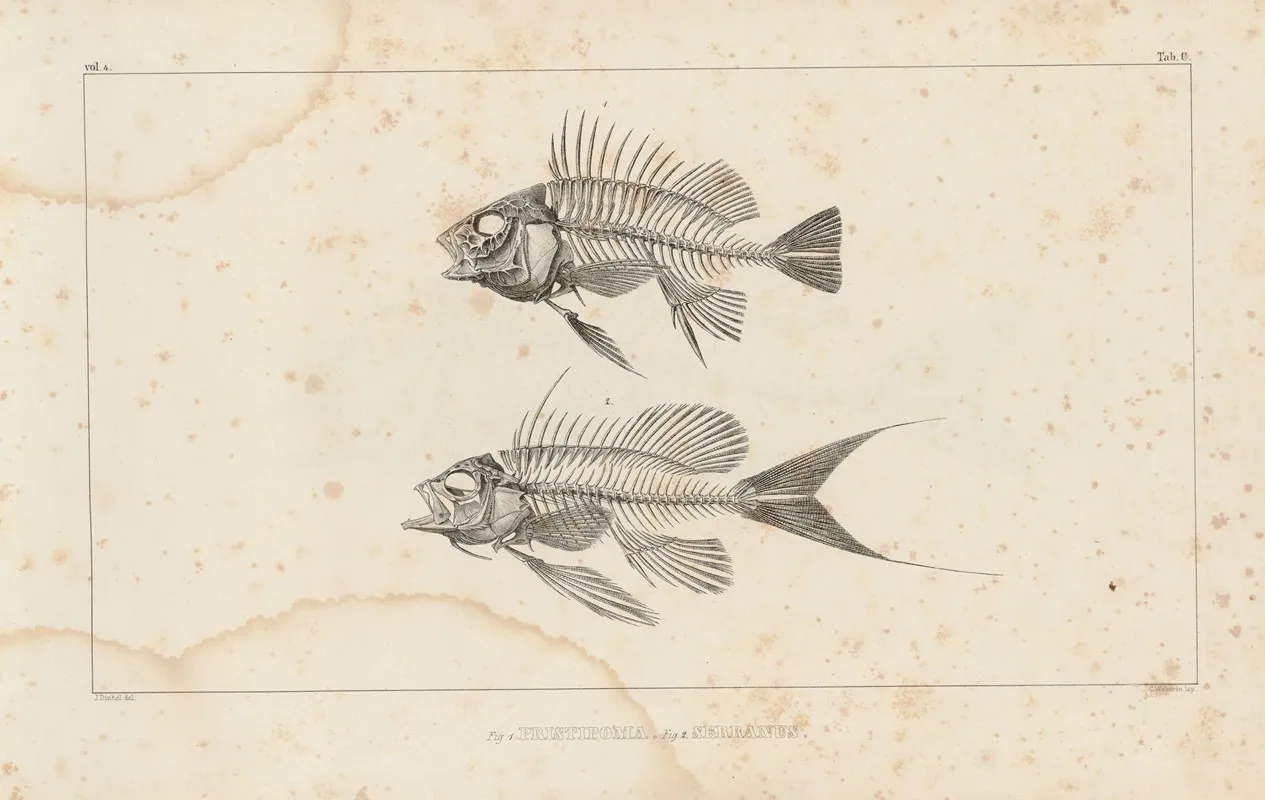 Recherches Sur Les Poissons Fossiles Pl 338 Wall Art by Louis Agassiz - High-Resolution Digital Print