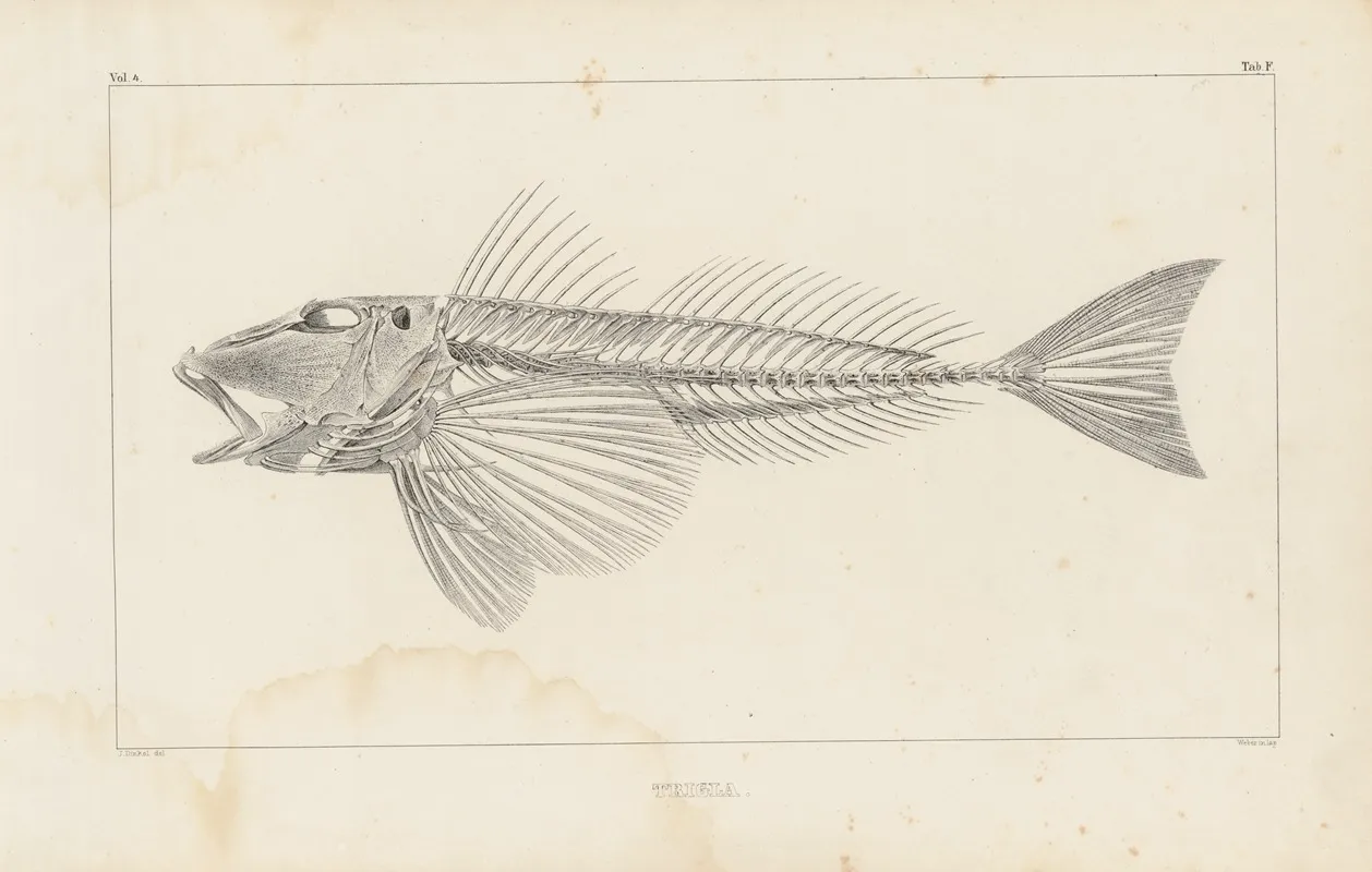 Recherches Sur Les Poissons Fossiles Pl 341 Wall Art by Louis Agassiz - High-Resolution Digital Print