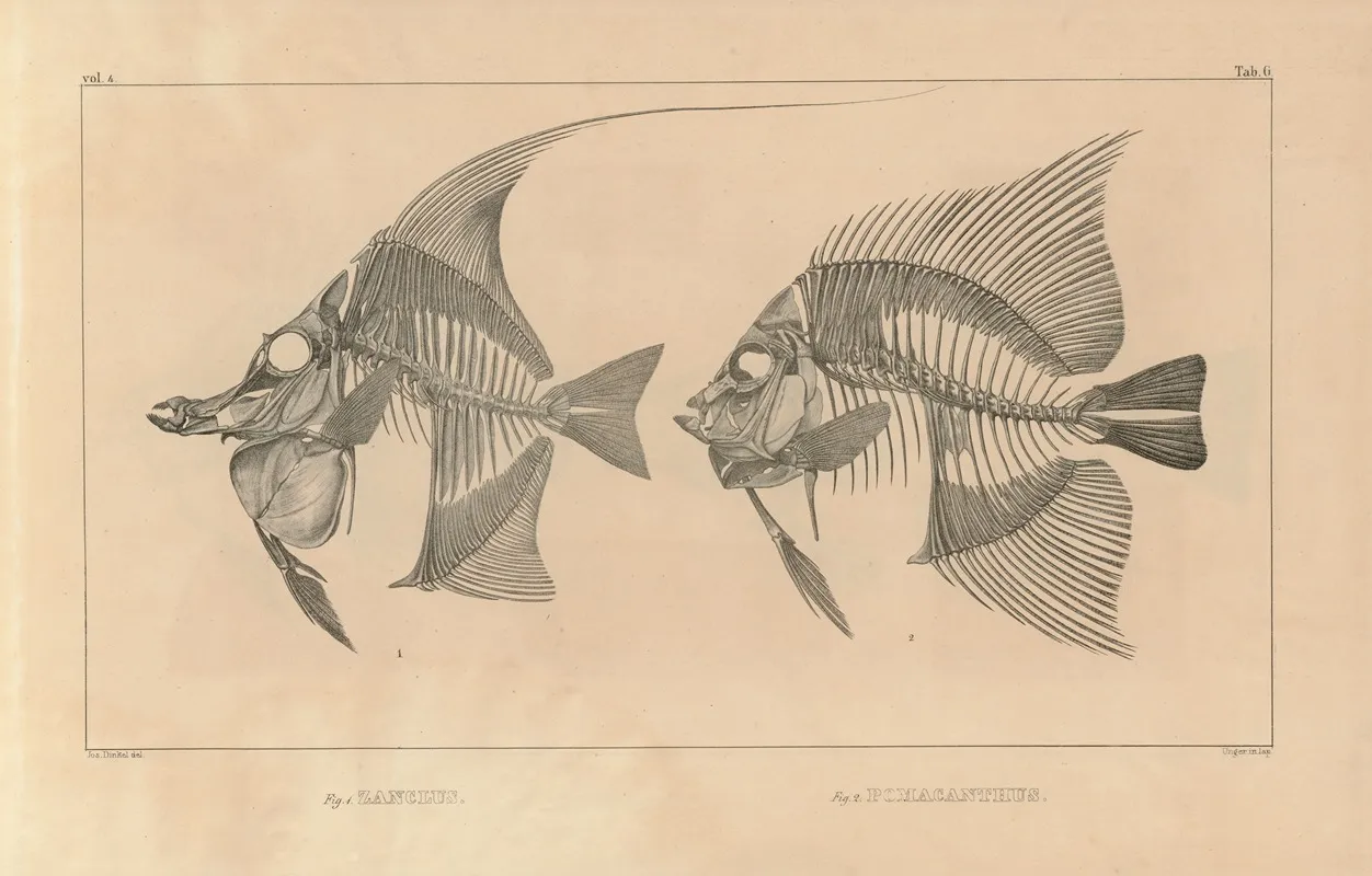 Recherches Sur Les Poissons Fossiles Pl 342 Wall Art by Louis Agassiz - High-Resolution Digital Print